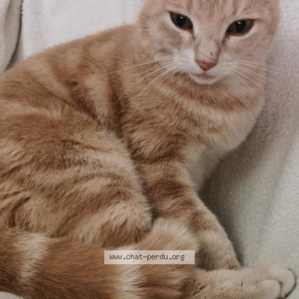 Foto 1/1 Tigroo Chat perdido en Coursac