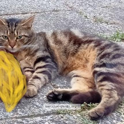 Foto 1/1 AUBRAC Chat perdido en Le mans