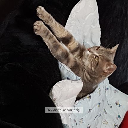 Foto 1/1 lucky Chat perdido en Villemolaque