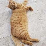 Foto del gato perdido en Certines