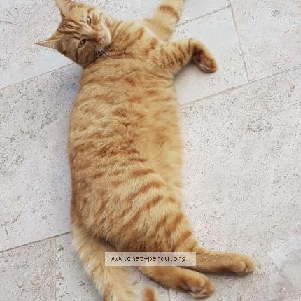 Foto 1/1 Léo Chat perdido en Certines