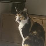 Foto del gato perdido en Epinay Sur Seine