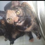 Foto de un gato reunido en Tampon