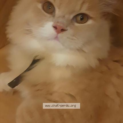 Foto 1/1 Kais Chat perdido en Rubelles