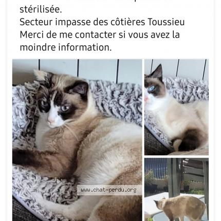 Foto 1/1 Thanis Chat perdido en Toussieu