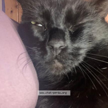 Foto 1/1 PINOU Chat perdido en Villecerf