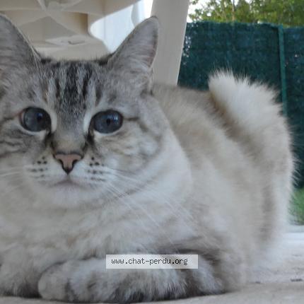 Foto 1/1 Plume Chat perdido en Nervieux