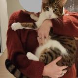 Foto del gato perdido en Charre