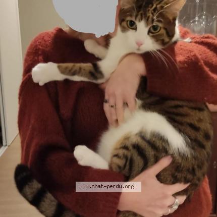 Foto 1/1 Orion Chat perdido en Charre