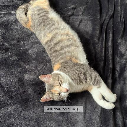 Foto 2/2 Uly Chat perdido en Morigny champigny