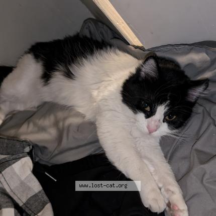 Foto 1/1 Penelope Chat perdido en Calgary