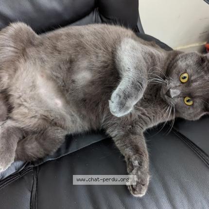 Foto 1/1 Iris Chat perdido en Chateauroux