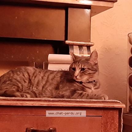 Foto 1/1 ROMIE Chat perdido en Faulx les tombes