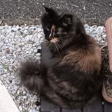 Foto del gato perdido en Brax