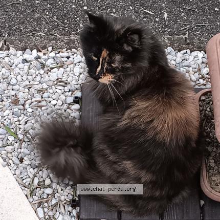 Foto 1/1 CHACHA Chat perdido en Brax