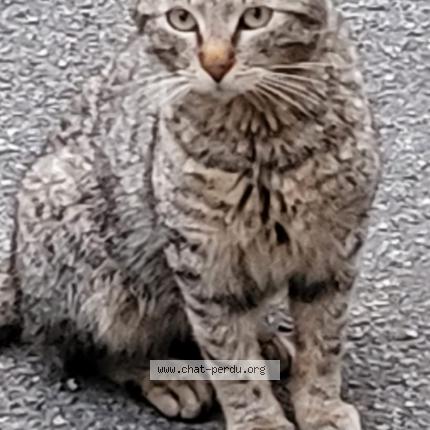 Foto 1/1 Sid Chat perdido en Draveil