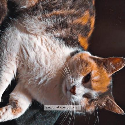 Foto 1/1 Fifille Chat perdido en Lomme