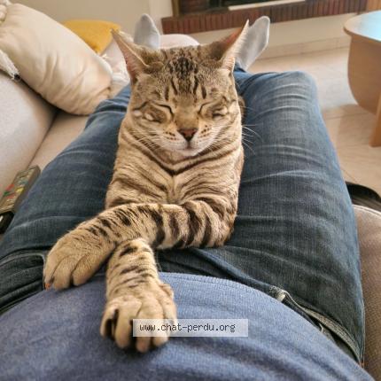 Foto 1/1 Rebel Chat perdido en La queue en brie