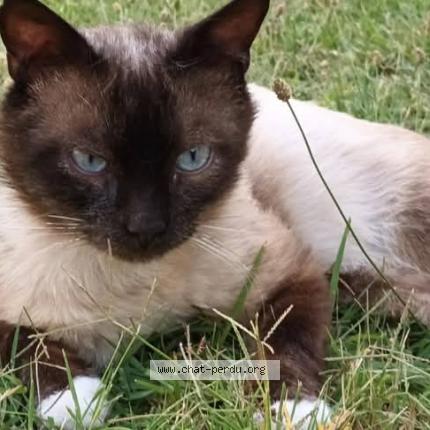 Foto 1/1 Kindy Chat perdido en Sete