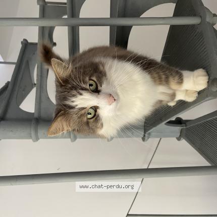 Foto 1/1 Lucky Chat perdido en Vacon