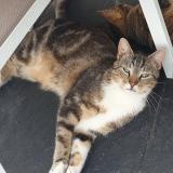 Foto del gato perdido en Penin