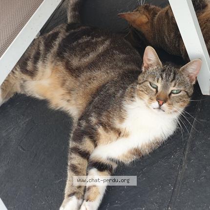 Foto 1/1 Chaussette Chat perdido en Penin