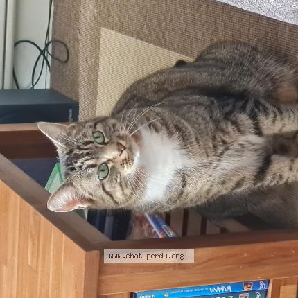 Foto 1/1 Calion Chat perdido en Illifaut