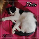 Foto del gato perdido en Breal Sous Vitre