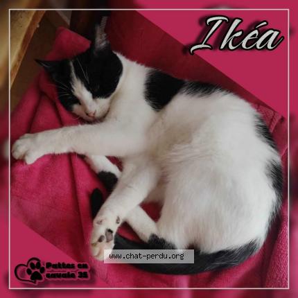 Foto 1/1 Ikéa Chat perdido en Breal sous vitre