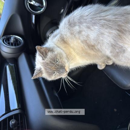 Foto 1/1 Gato encontrado Encontrado en Bassussarry