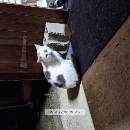 Foto 1/1 Gato encontrado Encontrado en Montpon