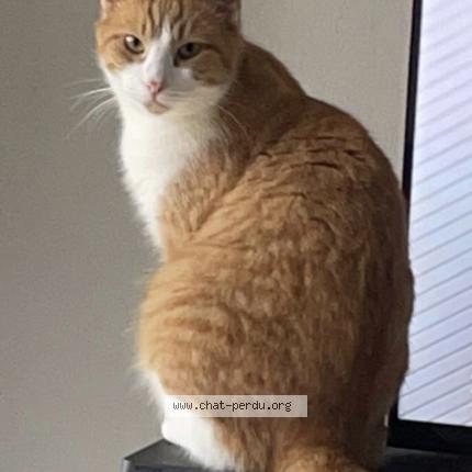 Foto 1/1 Spyke Chat perdido en Rivieres