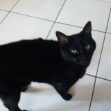 Foto del gato perdido en Fougeres