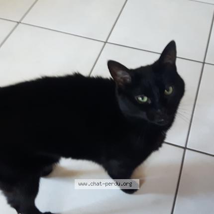 Foto 1/1 P'tite Inette Chat perdido en Fougeres