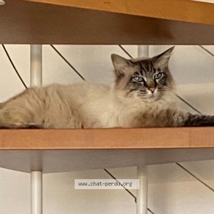 Foto 1/1 Romie Chat perdido en La destrousse