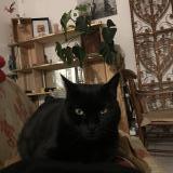 Foto del gato perdido en Le Cres