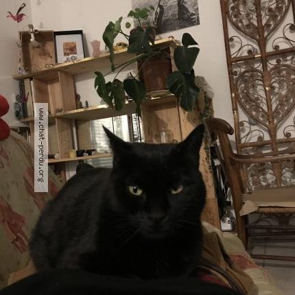 Foto 1/1 Crapule Chat perdido en Le cres