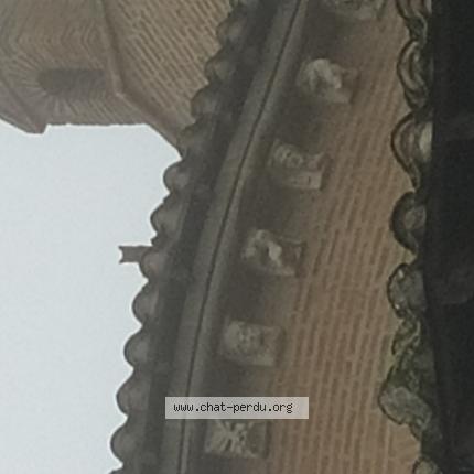 Foto 1/1 Gato encontrado Encontrado en Gaillac