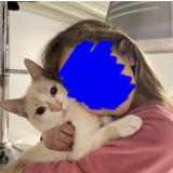 Foto del gato perdido en Saint Maurice L Exil