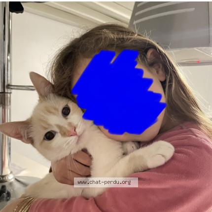 Foto 1/1 Chamalow Chat perdido en Saint maurice l exil