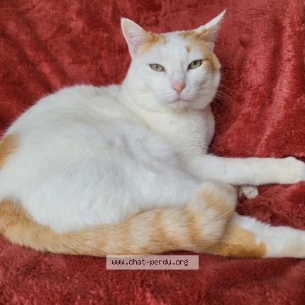 Foto 1/1 Mika Chat perdido en Rabastens