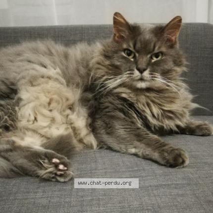 Foto 1/1 Frifri Chat perdido en Lannilis