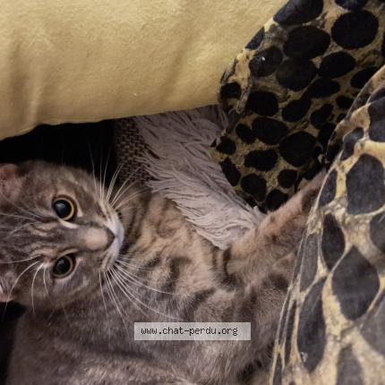 Foto 1/1 Yaya Chat perdido en Metz