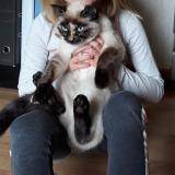 Foto del gato perdido en Avanne Aveney