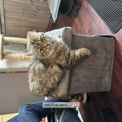 Foto 1/1 Polymnie Chat perdido en Champniers