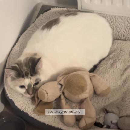 Foto 1/1 Tequila Chat perdido en Guethary