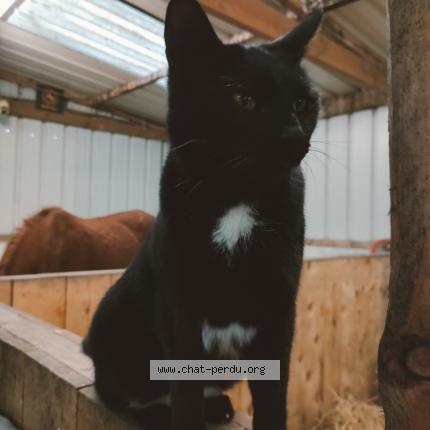 Foto 1/1 Moumy Chat perdido en Offekerque