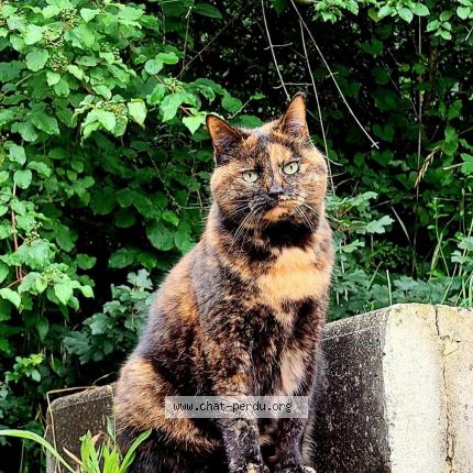 Foto 1/1 Nessie Chat perdido en Geneve