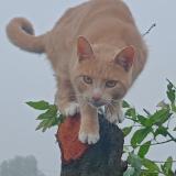 Foto del gato perdido en Herzeele