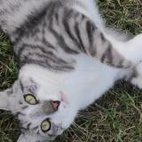 Foto del gato perdido en Saint Amand Montrond